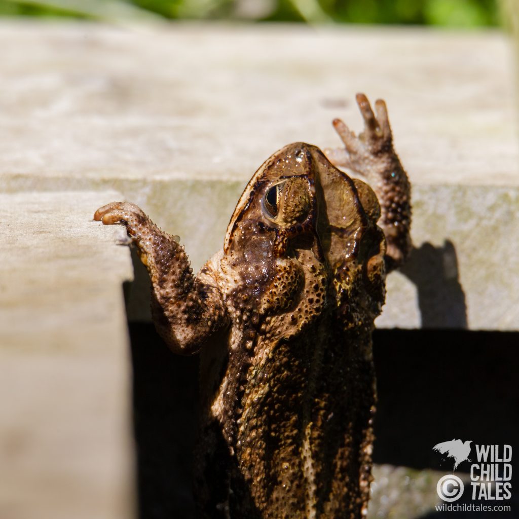 Meet the Gulf Coast Toad, presumably the species who was leaving little black pearl necklaces everywhere. I've spotted four of them so far. - Back yard pond, Austin, TX