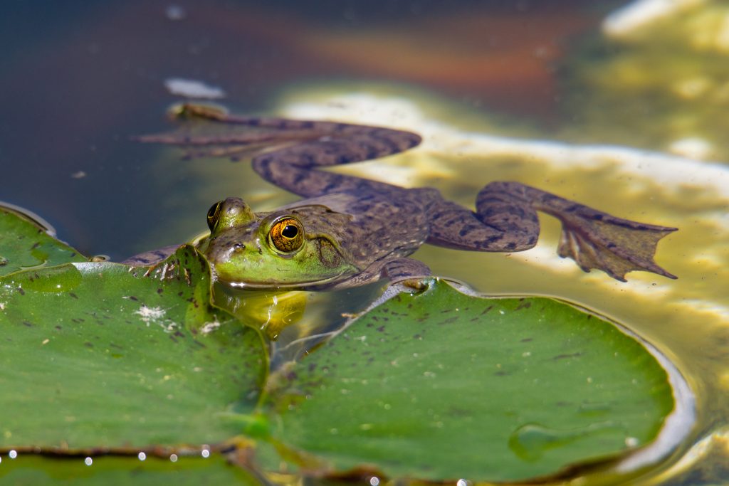 Not the monster-size I expected, I was surprised to realize this was an American Bullfrog. - Back yard pond, Austin, TX