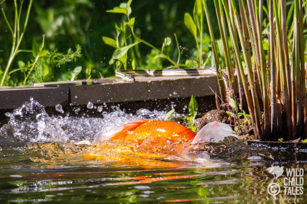 Koi spawn in the shallows, while a garter snake plays the voyeur, probably waiting for brunch to be served up fresh. This snake was in A LOT of the photos I took, taking an almost comically keen interested in the action. - Back yard pond, Austin, TX