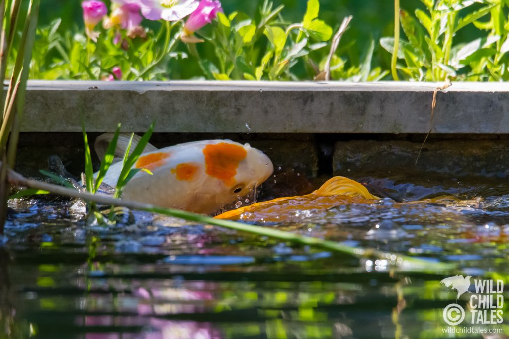 This was Day Two's Popular Girl, getting knocked into the wall as the male koi tried to get her to give it up. - Back yard pond, Austin, TX