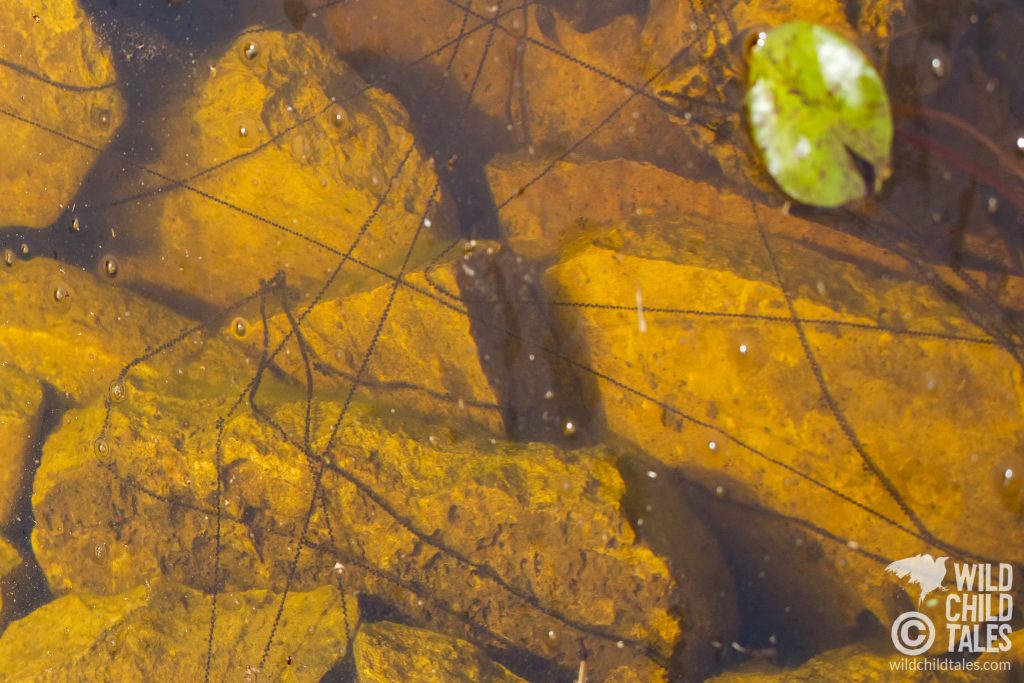 Gulf Coast Toad egg strings in our frog pond. - Back yard pond, Austin, TX