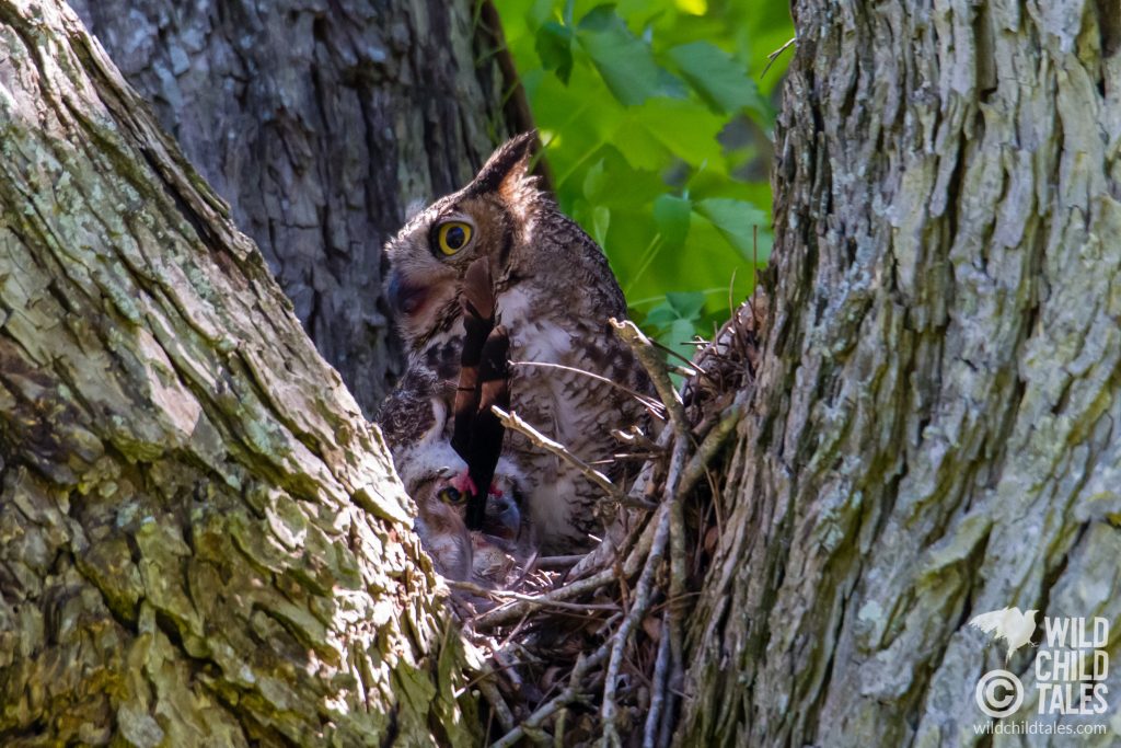 Great horned owl baby with feathers in mouth. - Commons Ford Ranch Park, Austin, TX