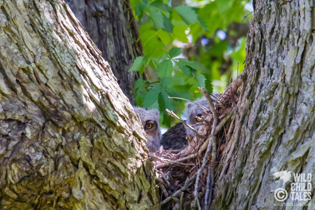 Peek-a-Boo with great horned owlets. - Commons Ford Ranch Park, Austin, TX