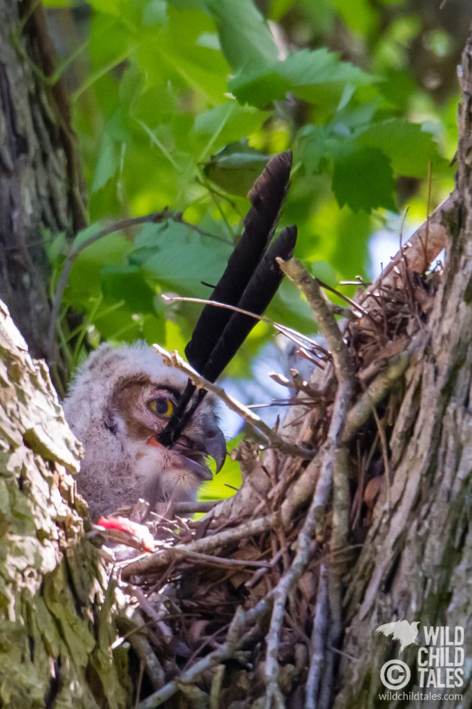 Great horned owl baby with feathers in mouth. - Commons Ford Ranch Park, Austin, TX