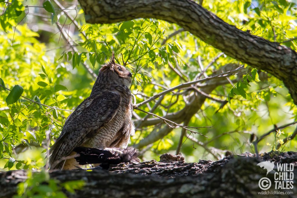 A watchful Mama Great Horned Owl with the remnants of the bird she brought to the owlets for lunch. - Commons Ford Ranch Park, Austin, TX