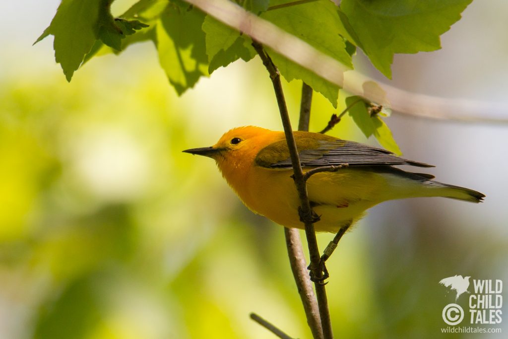 Prothonotary Warbler - Jean Lafitte National Park, Barataria Preserve  - Palmetto Trail, outside New Orleans, LA