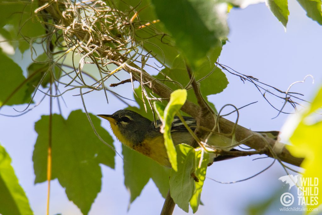 Northern Parula - Jean Lafitte National Park, Barataria Preserve  - Palmetto Trail, outside New Orleans, LA