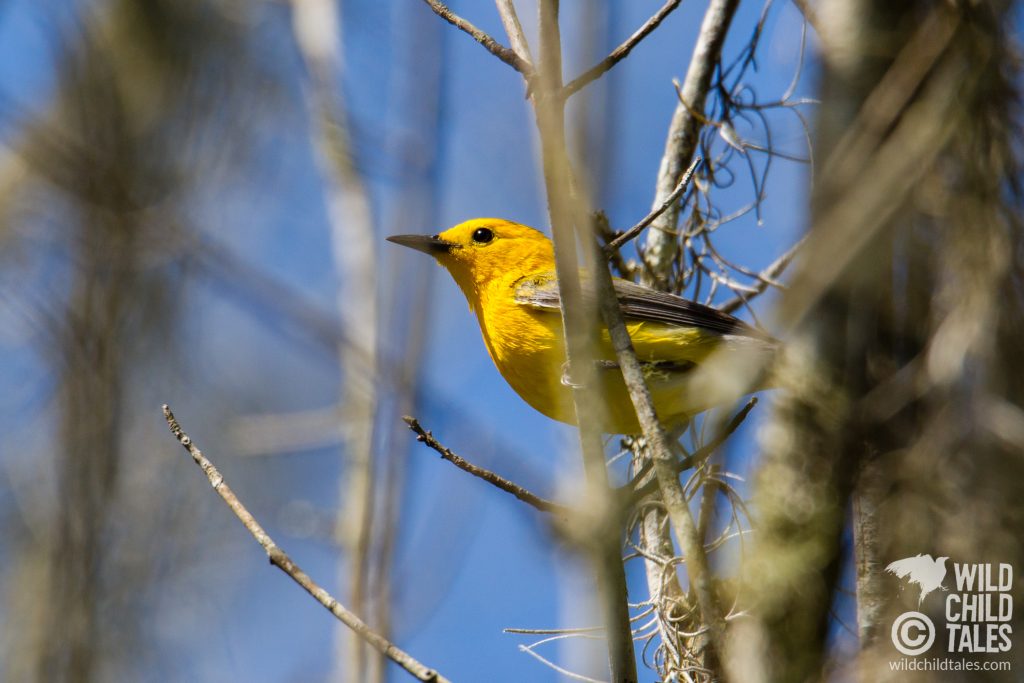 These vibrant little Prothonotary Warblers are still surprisingly hard to spot in the swampy undergrowth as you walk along the boardwalk trails. - Jean Lafitte National Park, Barataria Preserve  - Palmetto Trail, outside New Orleans, LA