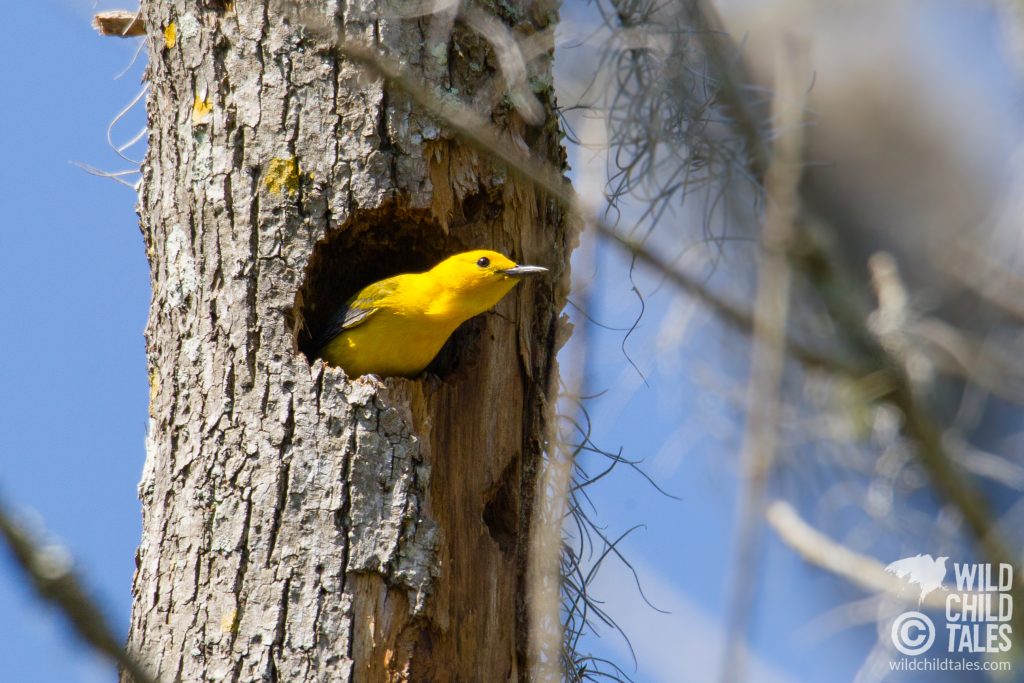 Prothonotary Warbler claiming an abandoned woodpecker hole along the trail...charming to see one in a natural nest. - Jean Lafitte National Park, Barataria Preserve  - Palmetto Trail, outside New Orleans, LA