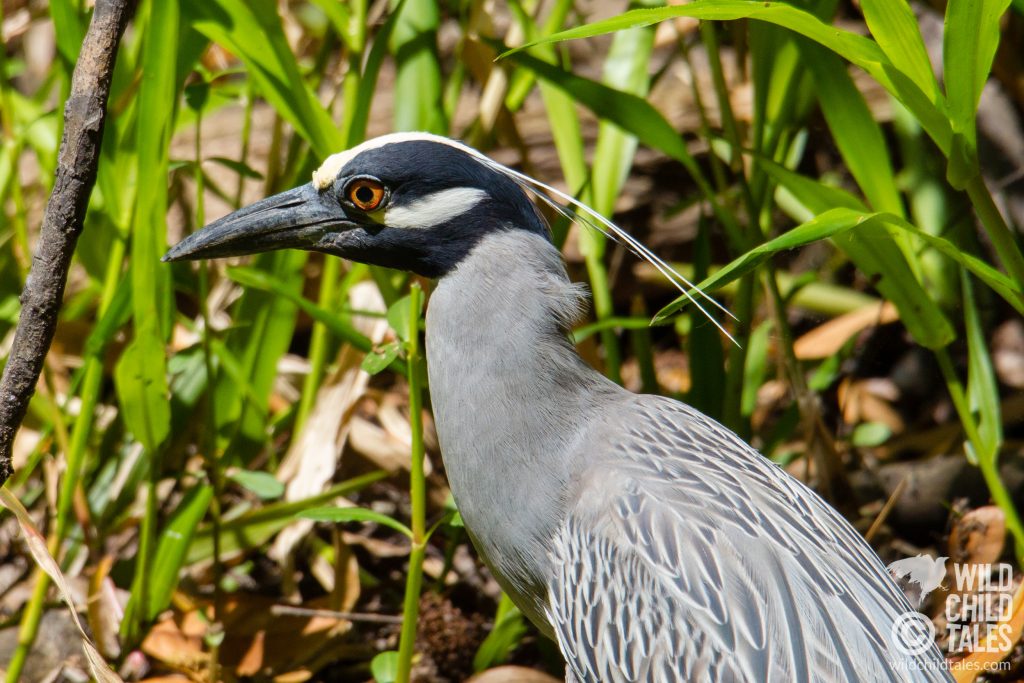 Yellow-crowned Night Heron - Jean Lafitte National Park, Barataria Preserve  - Bayou Coquille Trail, outside New Orleans, LA