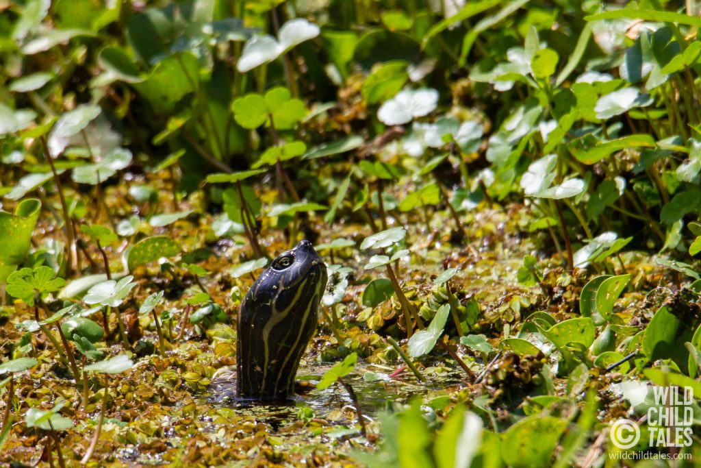 I'm with you, turtle friend - some days, it's all about keeping your head above water. - Jean Lafitte National Park, Barataria Preserve  - Marsh Overlook Trail, outside New Orleans, LA