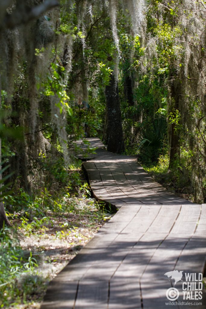 Spring is the perfect time to get lost in the serenity of this lush park. - Jean Lafitte National Park, Barataria Preserve  - Marsh Overlook Trail, outside New Orleans, LA