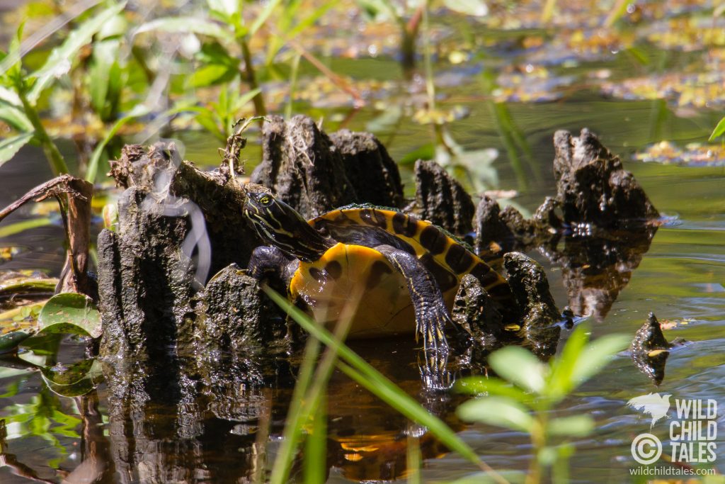 Turtles were also in abundance. We watched this one work for about five minutes to get itself unstuck from a stump. - Jean Lafitte National Park, Barataria Preserve  - Marsh Overlook Trail, outside New Orleans, LA