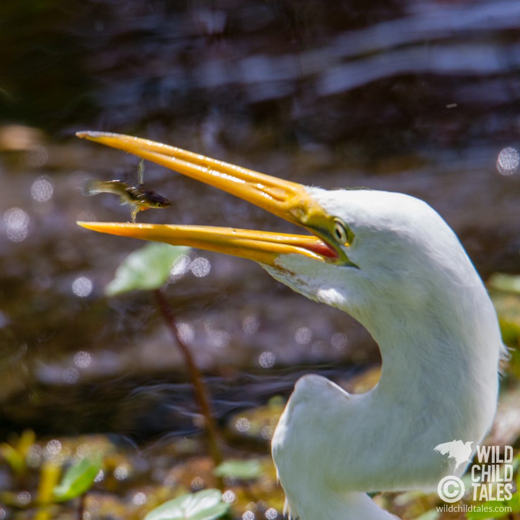 Even when you don't nail the shot, sometimes you capture an expression you can't pass up. Clearly, the minnow had other plans when the Great Egret snapped it up. - Jean Lafitte National Park, Barataria Preserve  - Marsh Overlook Trail, outside New Orleans, LA