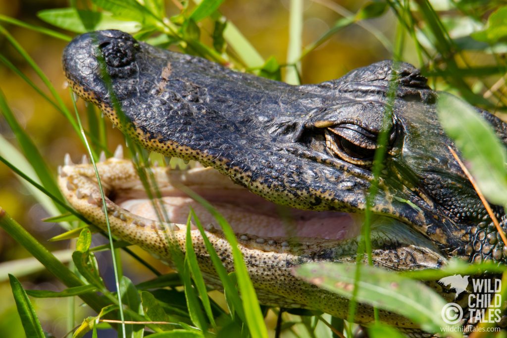 "This preserve is a little slice of heaven for the wildlife fortunate enough to call it home," says Toothy Gator to the paparazzi. - Jean Lafitte National Park, Barataria Preserve  - Marsh Overlook Trail, outside New Orleans, LA