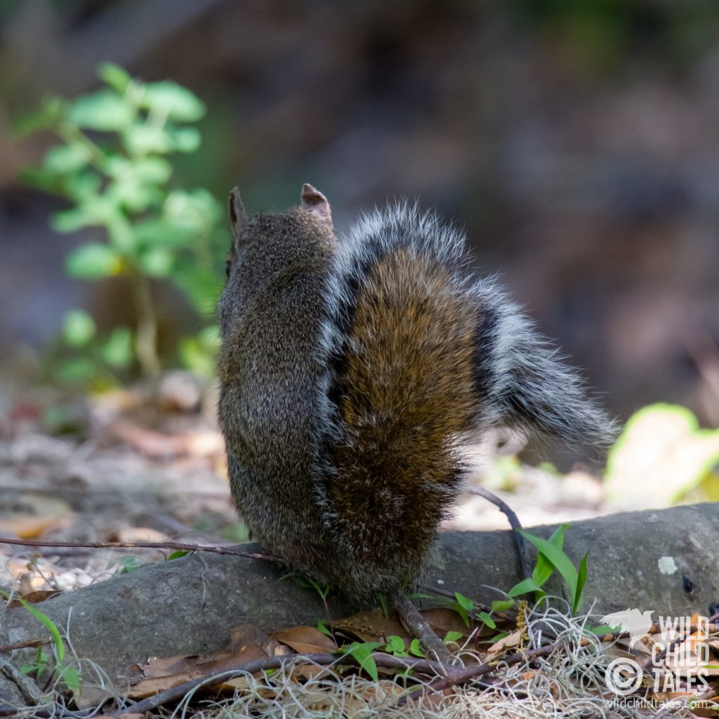 Just in case you thought mammals weren't representing in Barataria, Uninterested Eastern Gray Squirrel would like to refute that notion.   - Jean Lafitte National Park, Barataria Preserve  Trails, outside New Orleans, LA