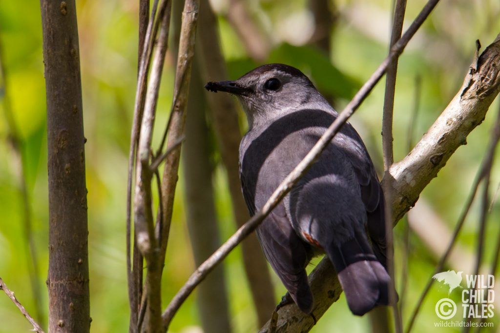 Gray Catbird - Jean Lafitte National Park, Barataria Preserve  Trails, outside New Orleans, LA