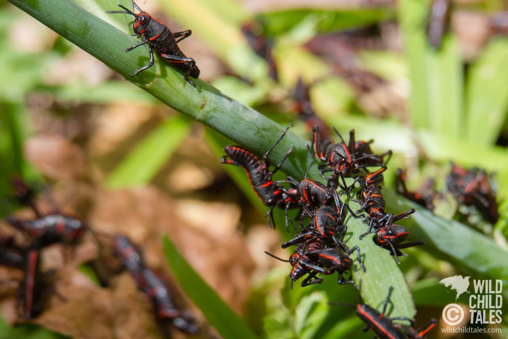 The Cajuns Call 'Em "Devil's Horses" - also known as eastern lubber grasshoppers - were amassed as teeny-tiny versions of the 2-3" monsters they will ultimately become. They were creepy enough this small, so I'll pass on seeing the adults, thanks. - Jean Lafitte National Park, Barataria Preserve  Trails, outside New Orleans, LA