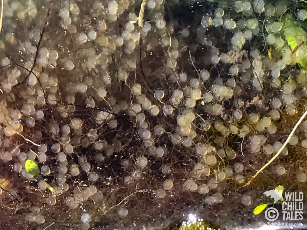 Close-up of koi eggs - Back yard pond, Austin, TX