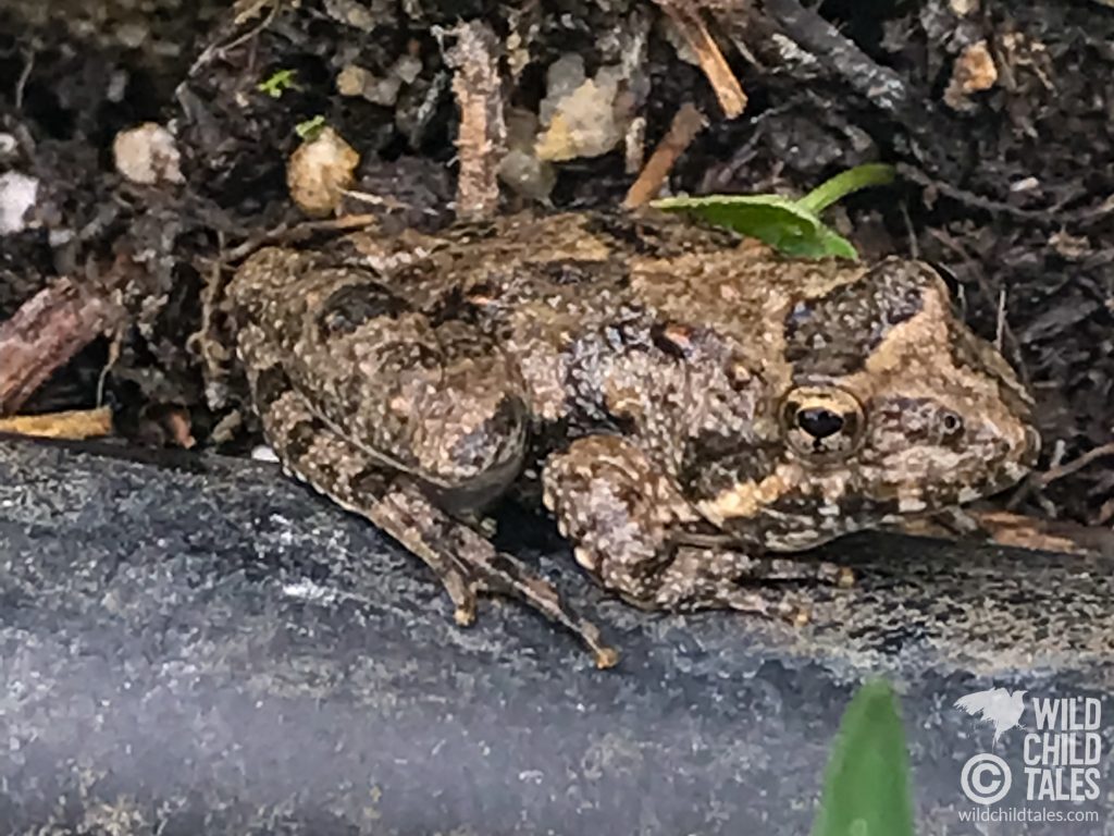 1" Gulf Coast Toad in the garden near the pond. When were you born? - Back yard pond, Austin, TX