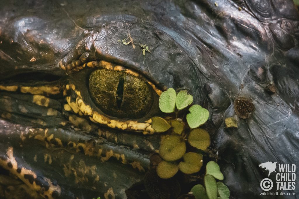 Glamour Shot...even an alligator deserves some artistic cropping and filtering! - Jean Lafitte National Park, Barataria Preserve  - Palmetto Trail, outside New Orleans, LA