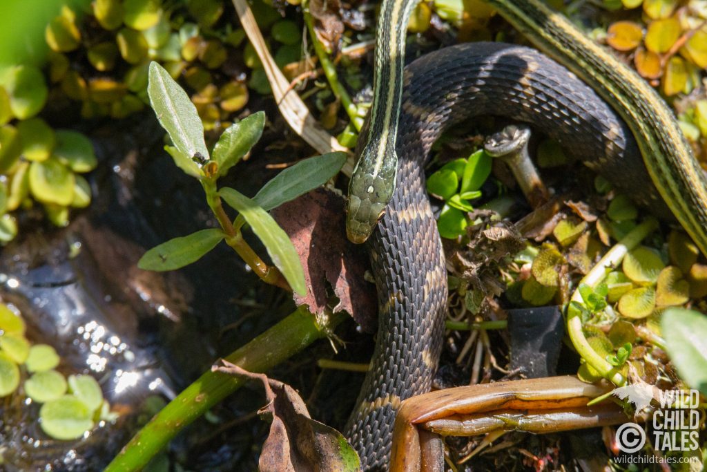April's warmth was also waking up the swamp's snake population and we saw SO MANY small snakes, like these two. I think they are a Western Ribbon Snake with a Banded Watersnake, but reptile ID is not my strong suit. - Jean Lafitte National Park, Barataria Preserve  - Palmetto Trail, outside New Orleans, LA