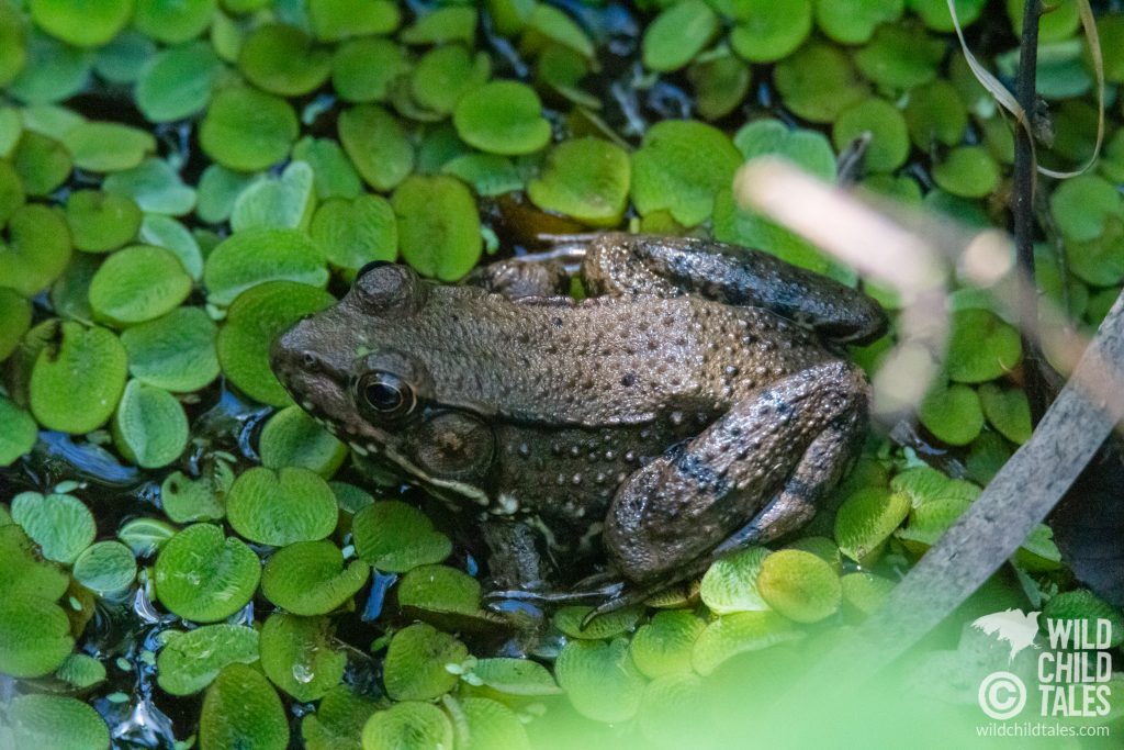 Frogs are so awesome. I think this is a Blanchard's Cricket Frog, who was sitting in the shade right next to the trail. - Jean Lafitte National Park, Barataria Preserve  - Palmetto Trail, outside New Orleans, LA