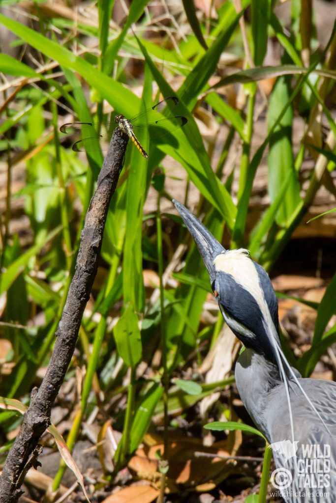 At the very beginning of the Bayou Coquille Trail, we spotted this Yellow-crowned Night Heron eying a dragonfly. - Jean Lafitte National Park, Barataria Preserve  - Bayou Coquille Trail, outside New Orleans, LA