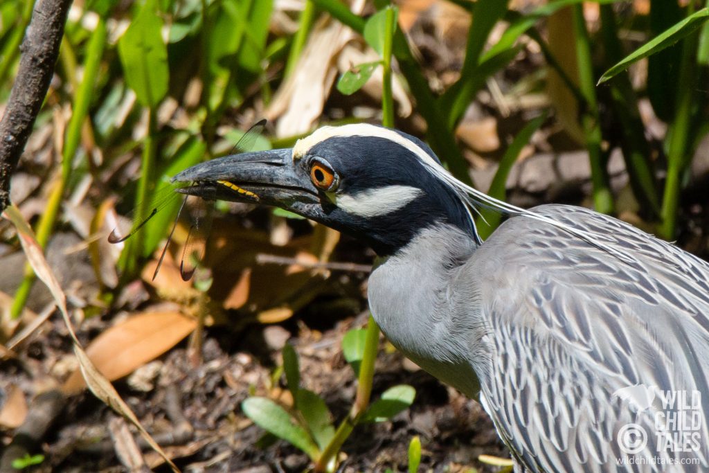 Because of its natural wide-eyed look, I couldn't help but imagine this Yellow-crowned Night Heron was a vegetarian horrified with its own urges, thinking "WHAT HAVE I DONE?" - Jean Lafitte National Park, Barataria Preserve  - Bayou Coquille Trail, outside New Orleans, LA