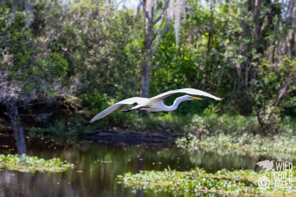 This Great Egret went all the way to the end of the overlook and fished just behind the treeline for most of our trail-end break.  Jean Lafitte National Park, Barataria Preserve  - Marsh Overlook Trail, outside New Orleans, LA