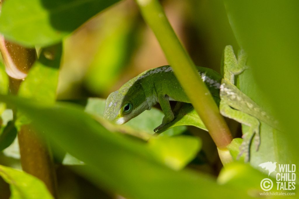 We can't forget the ubiquitous Green Anole, which I would argue is the official mascot of New Orleans just based purely on population. - Jean Lafitte National Park, Barataria Preserve  Trails, outside New Orleans, LA