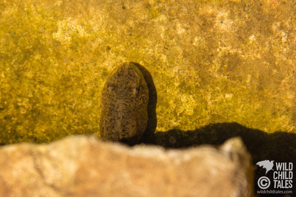 Sadly for the new eggs, the frog pond already has some sizable tadpoles looking for a free meal. - Back yard pond, Austin, TX