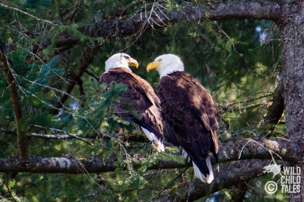 The bald eagle pair wiled away a bit of the afternoon with preening, looking for an opportune snack, and gazing at each other.  - Johnson Farm Trail, Anderson Island, WA