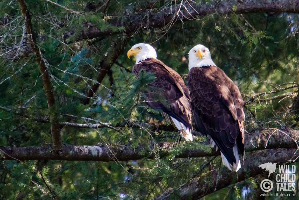 He didn't seem to care about us, but she would periodically make eye contact that clearly showed who watched the watchers. - Johnson Farm Trail, Anderson Island, WA