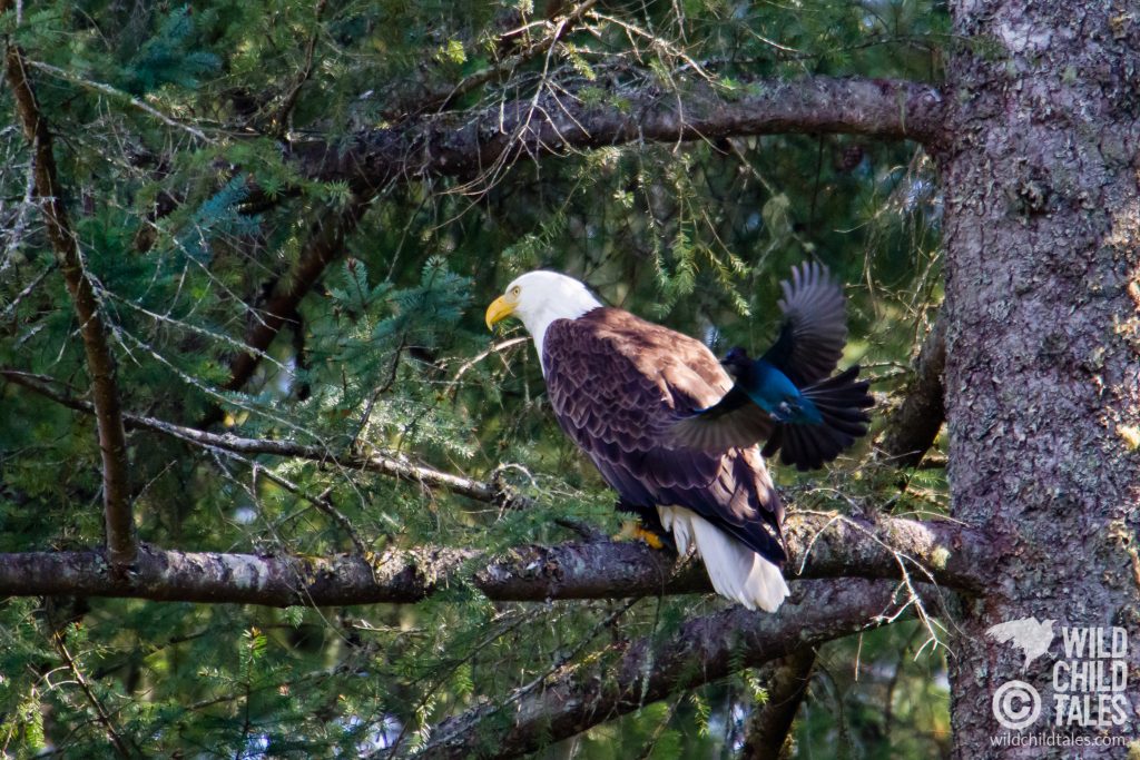 Bold, cheeky birds, the Steller's Jays don't tolerate predators in their nesting area. - Johnson Farm Trail, Anderson Island, WA