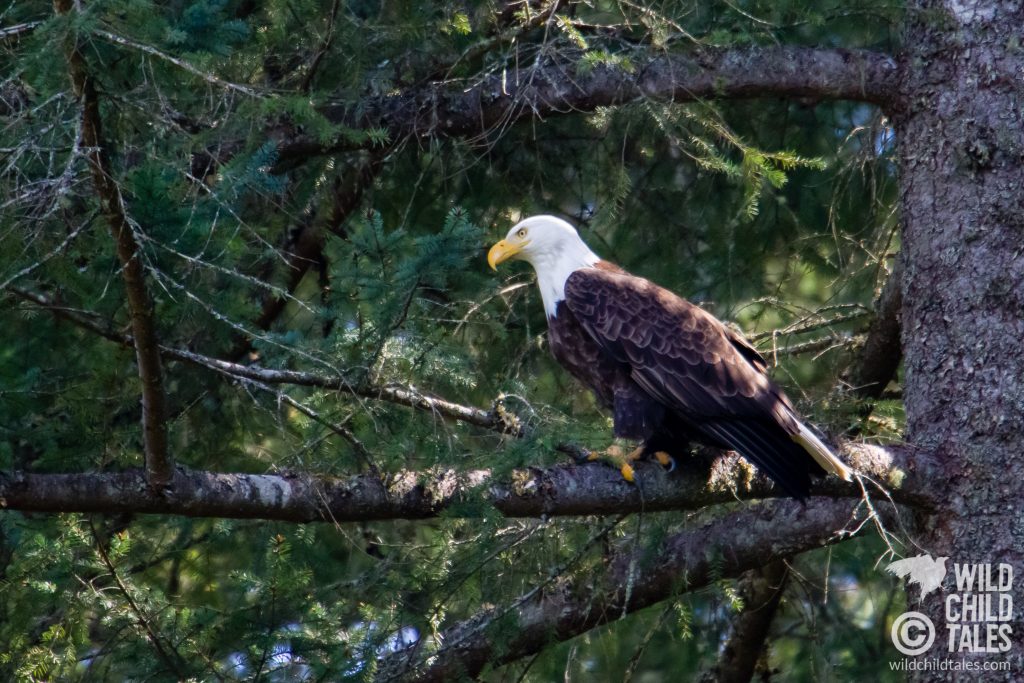 Preparing to take off - Johnson Farm Trail, Anderson Island, WA