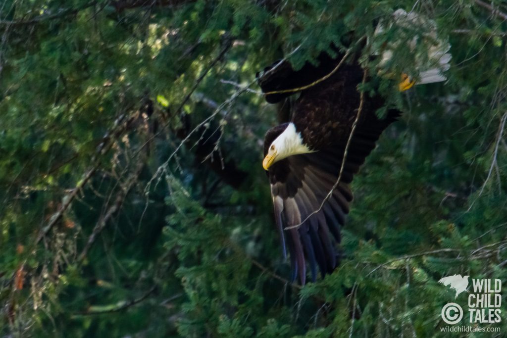 Leaving her perch in the wetlands - Johnson Farm Trail, Anderson Island, WA