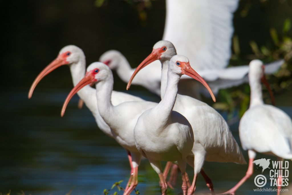 White Ibis flock