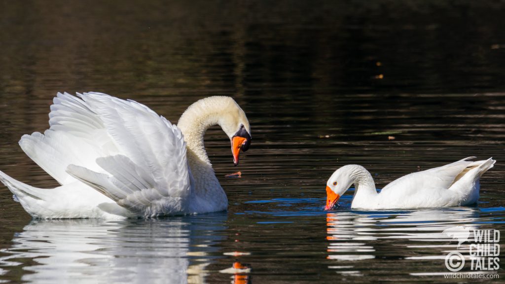 Courtship behavior between male Mute Swan with Embden Goose female partner, New Orleans, LA - February 2, 2020