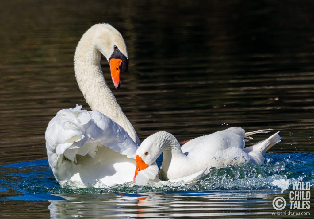 Courtship behavior between male Mute Swan with Embden Goose female partner, New Orleans, LA - February 2, 2020