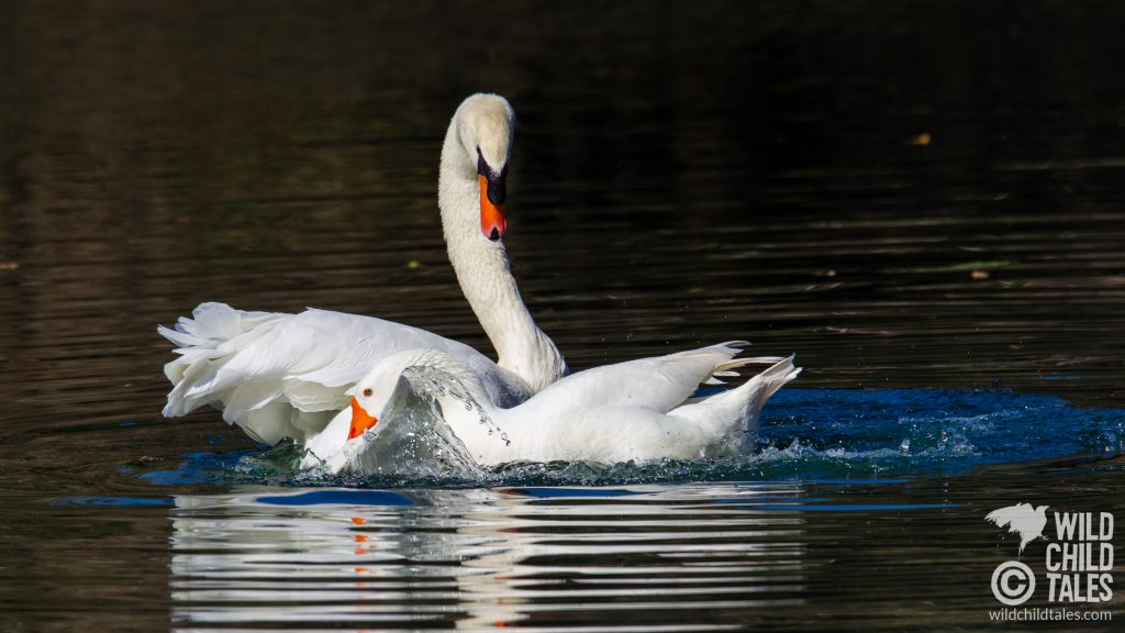 Interspecies Love - male Mute Swan with Embden Goose female partner, New Orleans, LA - February 2, 2020