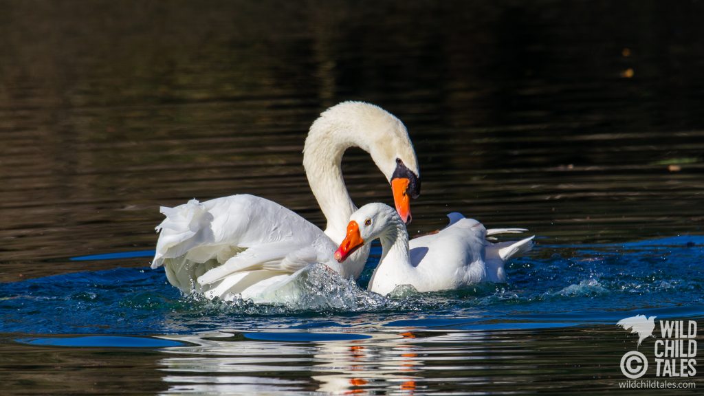 Courtship behavior between male Mute Swan with Embden Goose female partner, New Orleans, LA - February 2, 2020