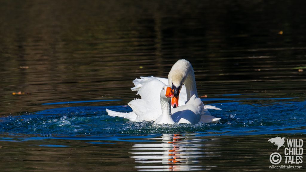 Courtship behavior between male Mute Swan with Embden Goose female partner, New Orleans, LA - February 2, 2020