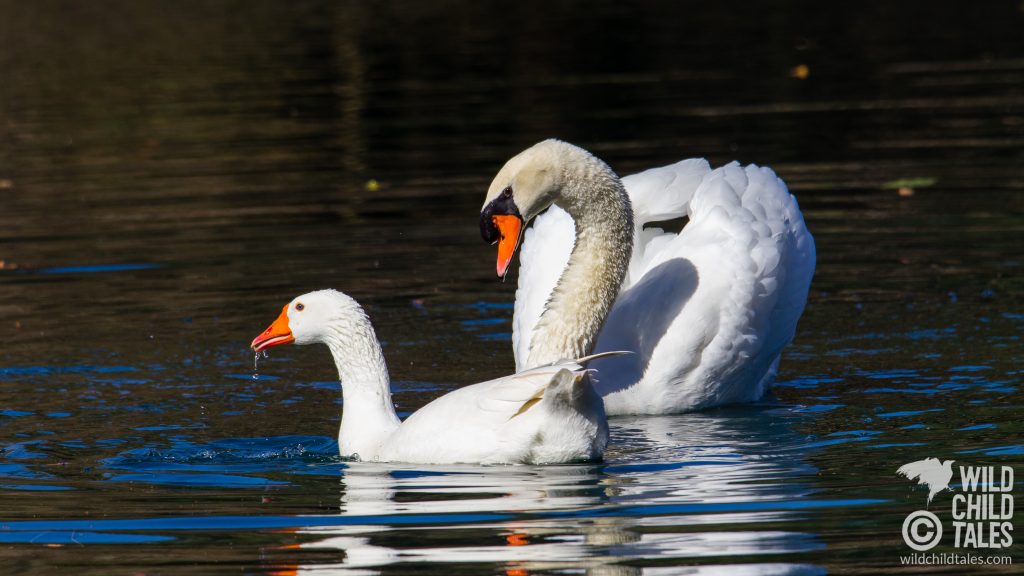 Courtship behavior between male Mute Swan with Embden Goose female partner, New Orleans, LA - February 2, 2020