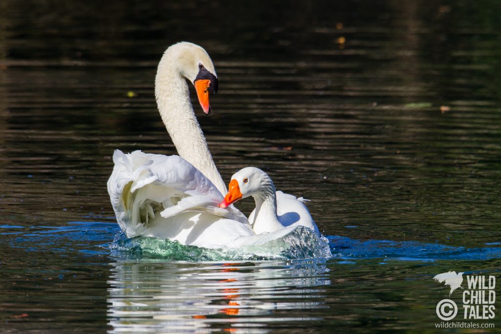 Courtship behavior between male Mute Swan with Embden Goose female partner, New Orleans, LA - February 2, 2020