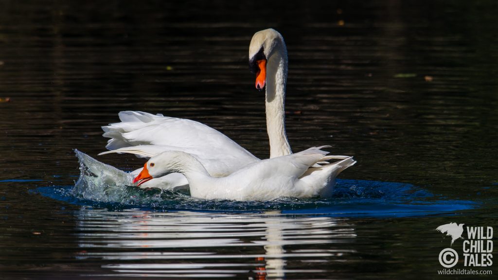 Courtship behavior between male Mute Swan with Embden Goose female partner, New Orleans, LA - February 2, 2020