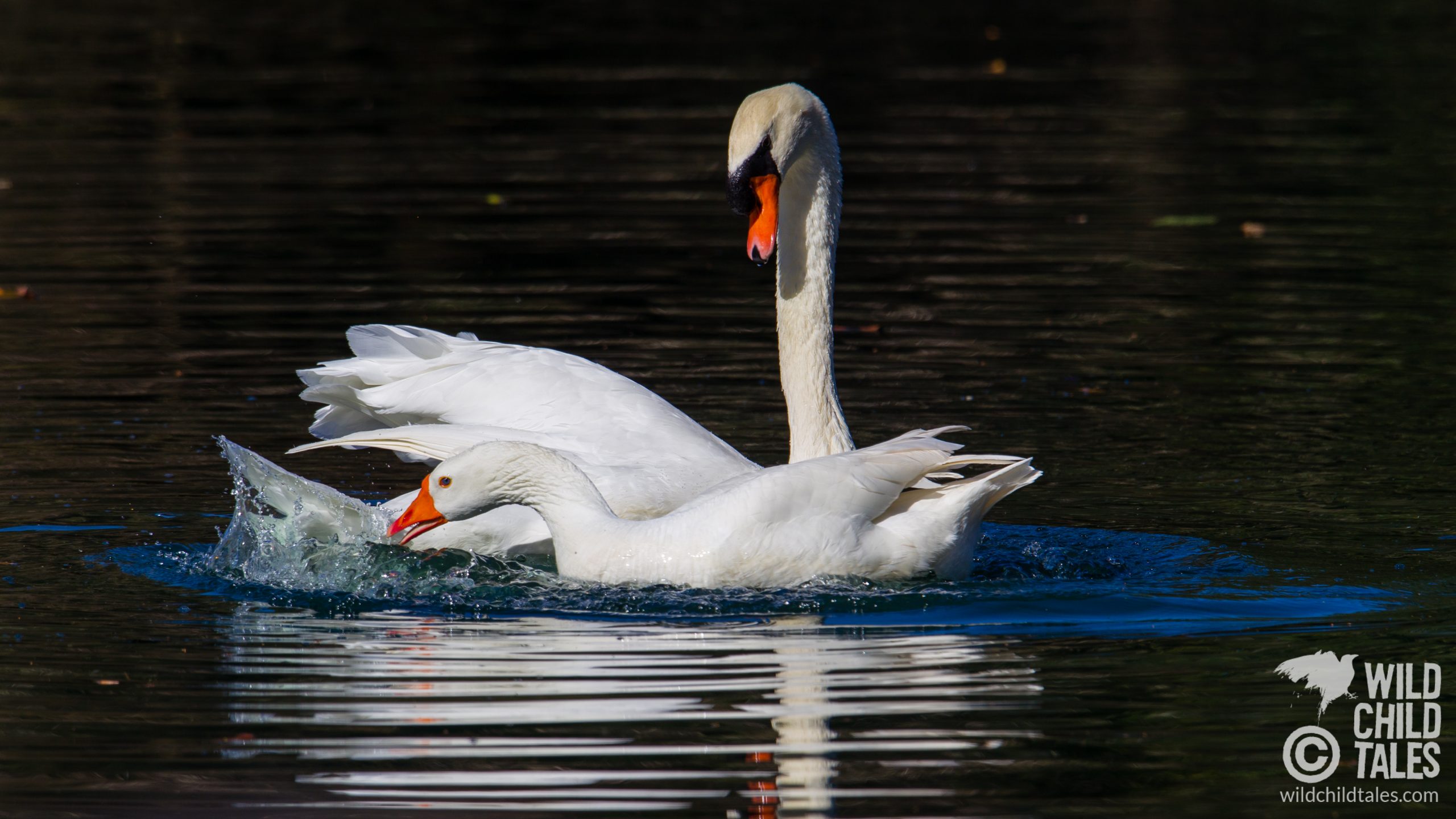 Swan Lovers  A site dedicated to sharing general care of mute swans